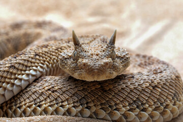 Cerastes cerastes snake commonly known as the Saharan Horned Viper or Desert Horned Viper.