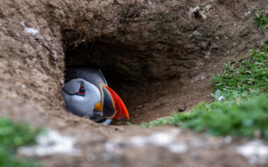 Atlantic puffin in burrow