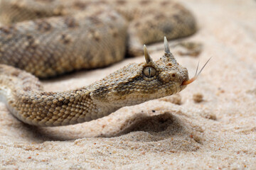 Cerastes cerastes snake commonly known as the Saharan Horned Viper or Desert Horned Viper.