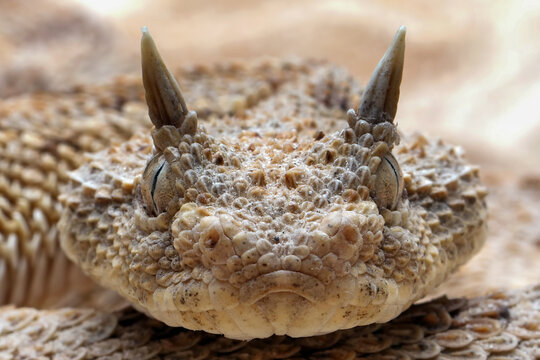 Very closeup head of Cerastes cerastes commonly known as the Saharan Horned Viper or the Desert Horned Viper.