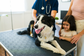Border collie dog at the examination table at the veterinary clinic