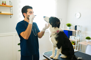 Professional vet checking the eyes of a border collie dog