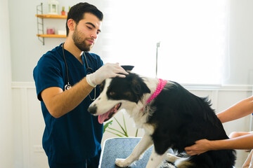 Veterinarian checking the ears of a sick border collie dog at the hospital