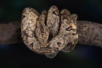 Candoia carinata, known commonly as Candoia ground boa snake, Pacific ground boa, or Pacific keel-scaled boa, camouflage with brown tree trunk colors.