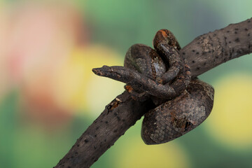 Candoia carinata snake, known commonly as Candoia ground boa snake, Pacific ground boa, or Pacific keel-scaled boa, camouflage with brown tree trunk colors.