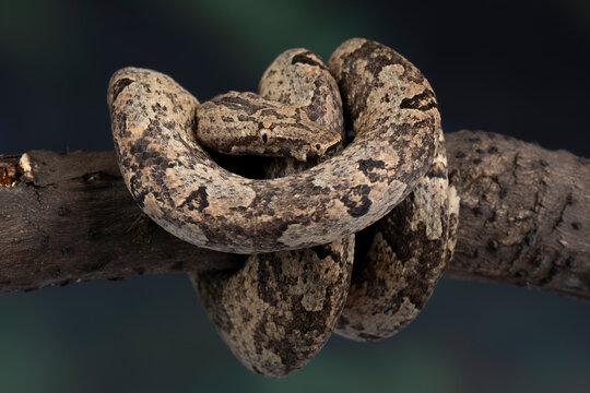 Candoia carinata, known commonly as Candoia ground boa snake, Pacific ground boa, or Pacific keel-scaled boa, camouflage with brown tree trunk colors.