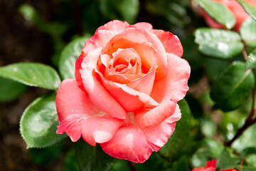 pink orange rose in garden closeup