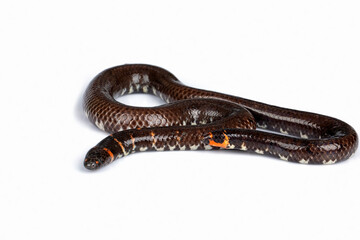 The Red-tailed pipe snake, Red cylinder snake, Common pipe snake, or Two-headed Snake (Cylindrophis ruffus) isolated on white background.