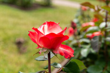 red rose in the garden