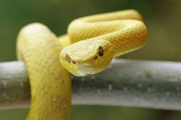 Baby yellow viper snake closeup on branch, bothriechis schlegelii, animal closeup