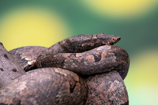 Candoia carinata snake, known commonly as Candoia ground boa snake, Pacific ground boa, or Pacific keel-scaled boa, camouflage with brown tree trunk colors.