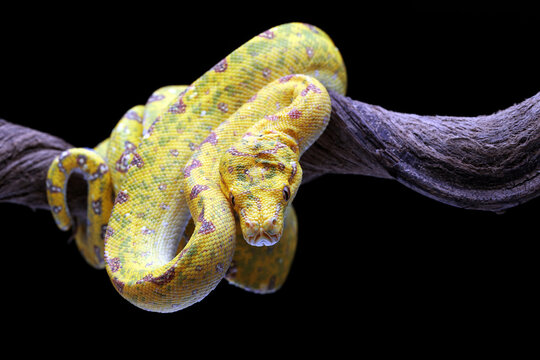 Green Tree Python (Morelia viridis)  on tree branch.