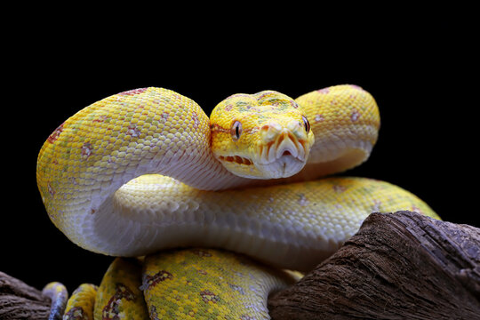 Closeup head of Green Tree Python (Morelia viridis).