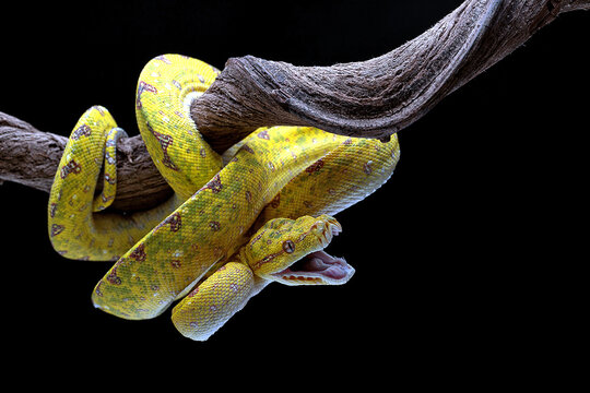 Juvenile Green Tree Python (Morelia viridis) on tree branch.