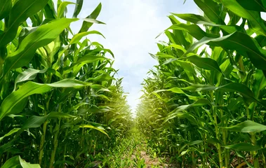 Fotobehang Young corn plantation growing up. © Paitoon