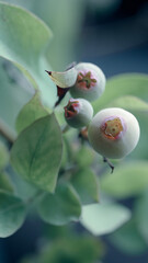close-up shot of unripe blueberries