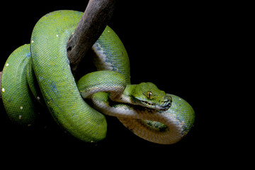 Green Tree Python (Morelia viridis) on tree branch. Green tree pythons are found in Indonesia,...