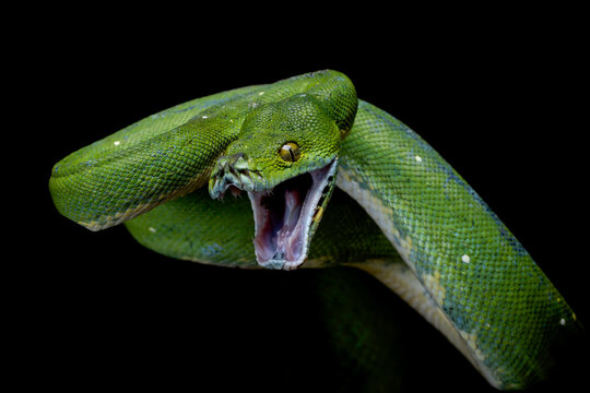 Green Tree Python (Morelia viridis) ready to attack. Green tree pythons are found in Indonesia, Papua New Guinea, and Australia. 
