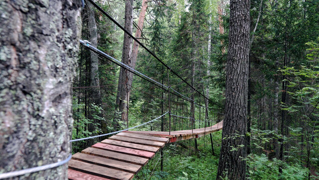 Rope path in of dense forest. Stock footage. Suspension bridge passes through green forest. Hiking bridge suspended over low part of forest, passing through it among heights of tree trunks