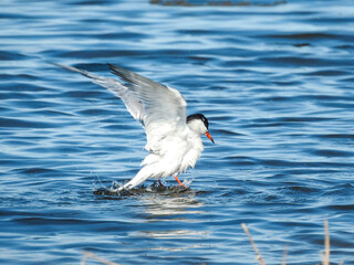 Common Tern Landing
