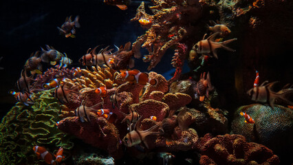 coral reef in aquarium