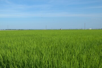 田園風景　田んぼ　稲