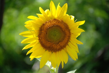 Sunflower in the garden, close-up