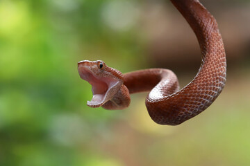 Brown mangrove pit viper ready to attack.