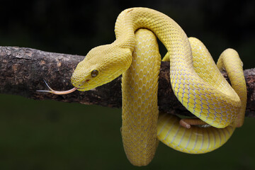 The Yellow White-lipped Pit Viper (Trimeresurus insularis).