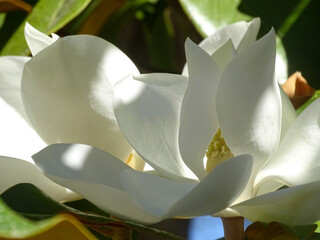 Huge white magnolia flowers on a tree in the sun