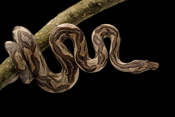 Obraz premium Ground Boa snake (Candoia carinata) on black background. Candoia carinata is popular as a pet in Indonesia, where it is known by the common name Monopohon.