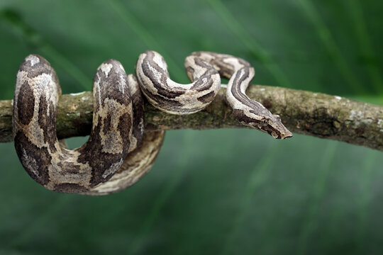 Ground Boa snake (Candoia carinata) on black background. Candoia carinata is popular as a pet in Indonesia, where it is known by the common name Monopohon.