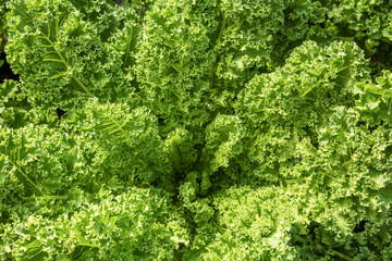 Fresh green lettuce leaves growth in garden, Close up leaf kale lettuce salad plant, hydroponic vegetable leaves background. healthy organic food, agriculture and hydroponic concept.