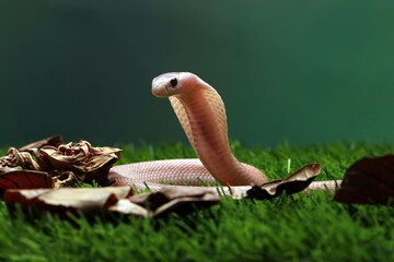 The Javan cobra (Naja sputatrix) also known as the Indonesian cobra, is a species of cobra endemic...