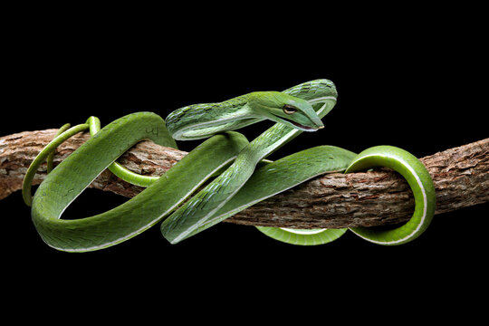 Asian Vine Snake (Ahaetulla prasina) is a species of snake native to Southern Asia. Asian Vine snake isolated on black background.