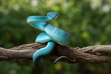 White-lipped Pit Viper or Blue Insularis (Trimeresurus insularis) is venomous pit vipers and endemic species in Indonesia. The color is unique, namely turquoise blue.