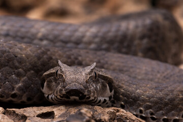 Closeup of Death Adder Snake (Acanthophis antarticus).