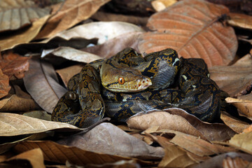 Reticulated Python (Malayopython reticulatus) is a python species native to Southeast Asia. Reticulated Python camouflage on dry leaves.