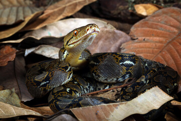 Reticulated Python (Malayopython reticulatus) is a python species native to Southeast Asia....