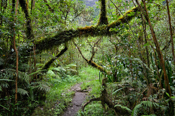 sentier tropical