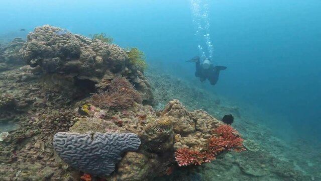 Exotic plants living on the ocean floor, where the sun's rays do not look, are shown. Green and red algae, corals. A scuba diver swims slowly admiring the flora and fauna.
