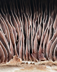 folded hymenophore mushroom.  background.  macro photo - 520357927