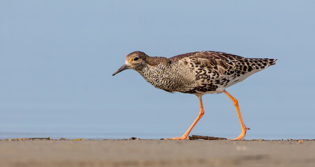 Ruff -  male at the mating season  at the shore of lagoon