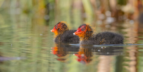 Eurasian coot - juvenile birds in spring