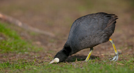Eurasian coot - adult bird in spring
