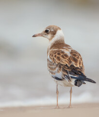 Black-headed Gull - Chroicocephalus ridibundus - juvenile bird on a sea cost 