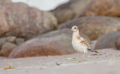 Black-headed Gull - Chroicocephalus ridibundus - juvenile bird on a sea cost 