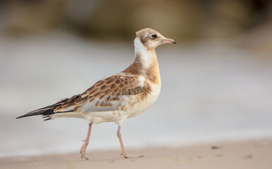 Obraz premium Black-headed Gull - Chroicocephalus ridibundus - juvenile bird on a sea cost 