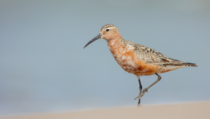 The curlew sandpiper - adult bird at a seashore on the autumn migration way