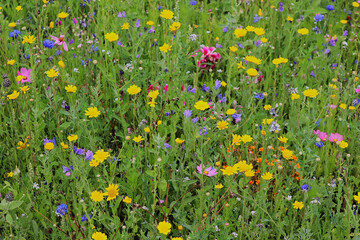 Blumenwiese, bunt, Bienenweide, Blumen, Blüten, Wiese, Garten, Sommer